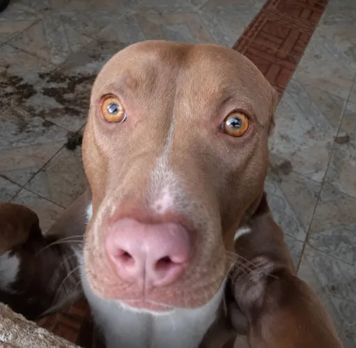 Pitbull femea doação 