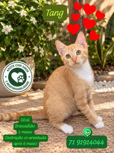 Gatinho Tang para adoção