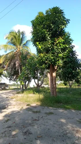Casa em Planta em Santa Rita