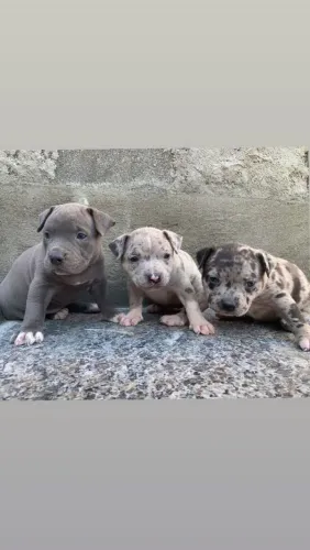 Cachorro