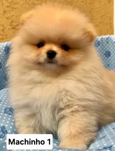 Vendo filhotes de Lulu da pomerânia