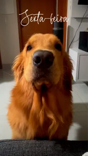 Procura-se uma namorada (Golden)