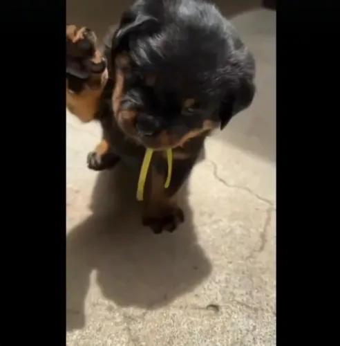 Rottweiler fêmea filhote