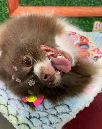 Lulu pomerania ana Fêmea
