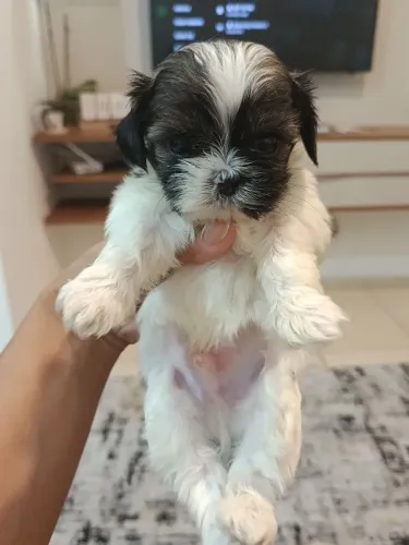 Lindo filhote macho disponível ?
