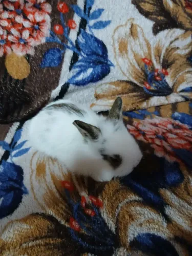 Coelhos