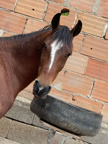 Vendo cavalo 