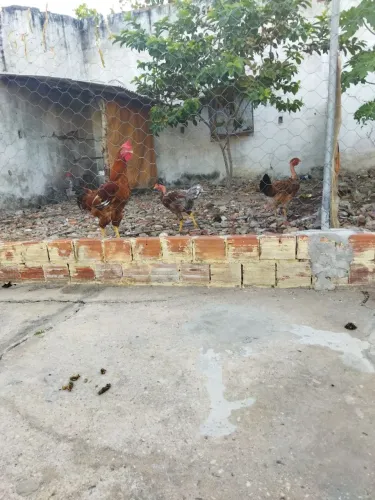 Galo e frangas