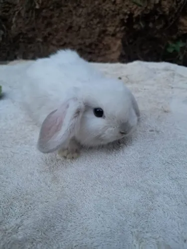 coelho mini lope