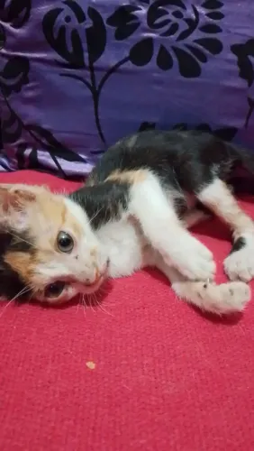Gatinha fêmea, doação