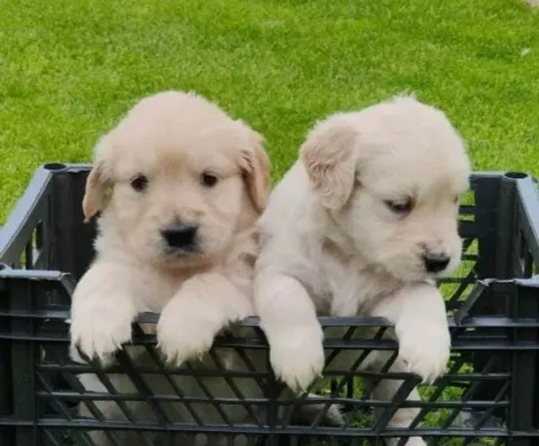 Golden Retriever Filhotes Dourados Magníficos.
