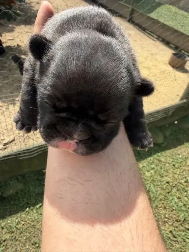 Buldogue francês