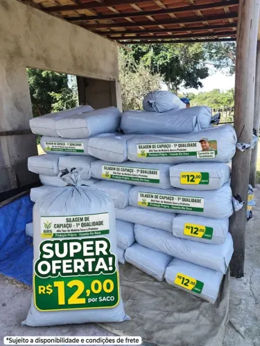 Silagem de capiaçu