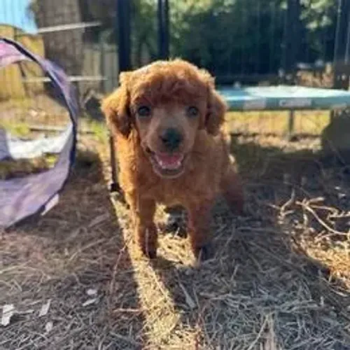 Poodle,Poodle Filhote Pronto para Novo Lar com Muito Carinho e Elegância