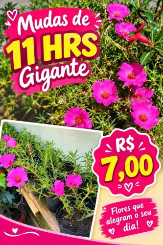 Mudas de 11 horas Gigante