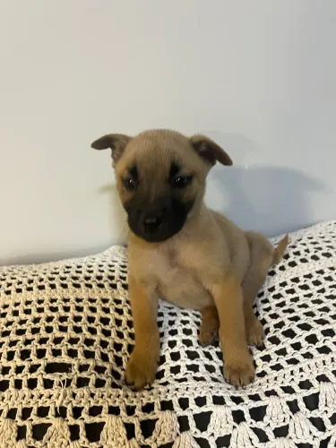 Cãozinho caramelo 