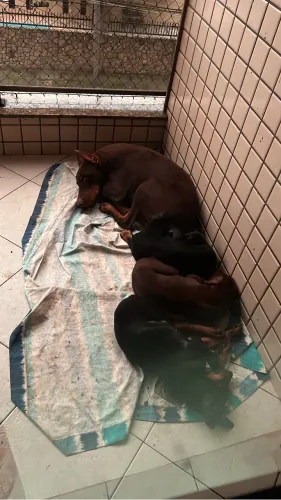 Filhotes de Doberman Europeu