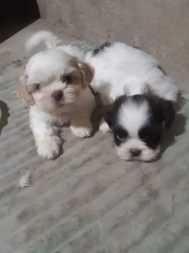 Vendo cachorro da raça Shitzu preto e branco 