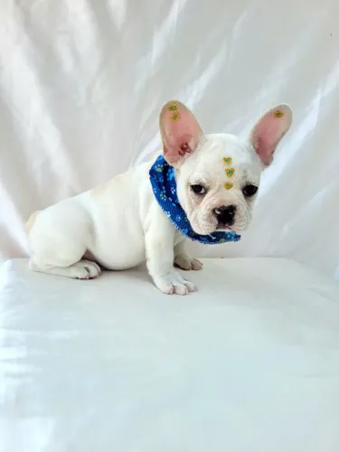 Bulldog Francês Macho e Fêmea! Usando tapete higiênico, Entrego e Parcelo 12x. 