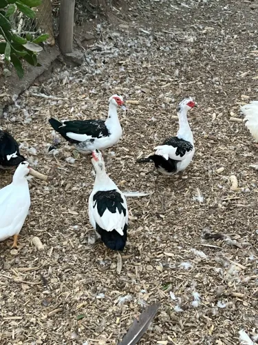 Vende-se Pato Melhor preço da região