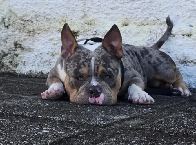 Cobertura American Bully Exotic