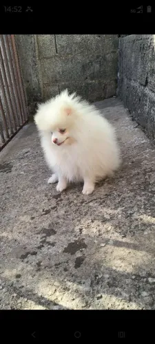 Spitz alemão