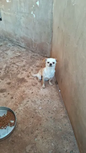 Cachorro pra doação