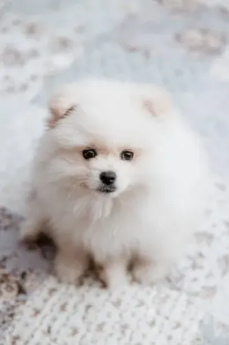 Filhote de Spitz Alemão O Pequeno Floquinho Que Rouba Todos os Olhares