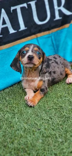 Dachshund Kaninchen ( Menor padrão da raça! ) Fêmea Arlequim com olhos azuis