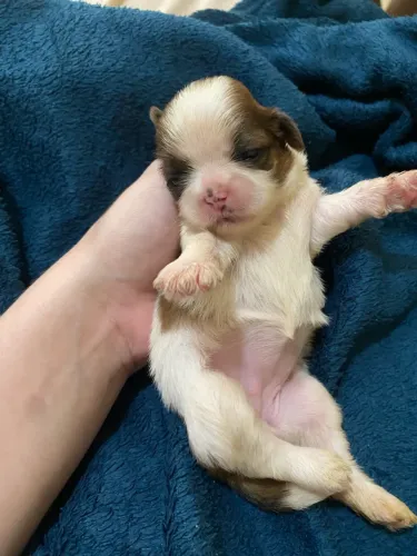 Filhote shihtzu 