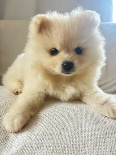 Filhote de Lulu da pomerania