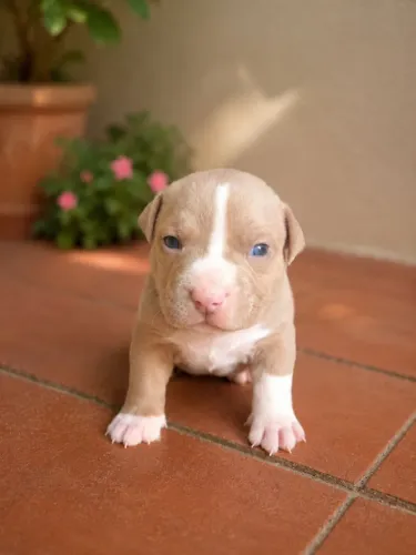 American bully