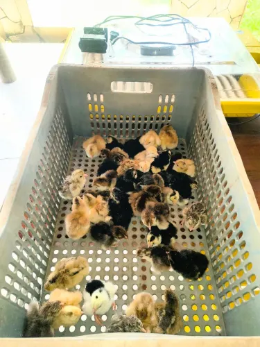 Pintinhos GSB disponíveis em Orizona