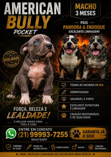 FILHOTE AMERICAN BULLY POCKET MACHO