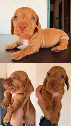 Filhote de Salsicha (Dachshund)