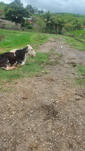 Vendo Mini Vacas