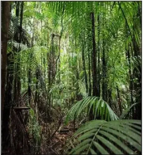Vendo Fazenda com 3.339ha em Anajás - PA