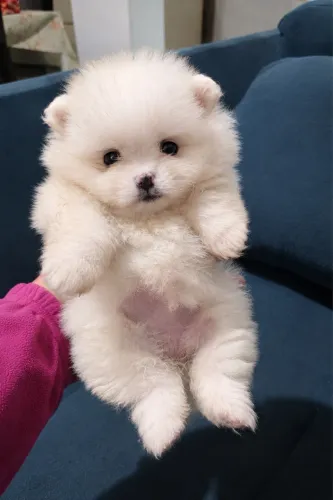 Lulu fêmea micro