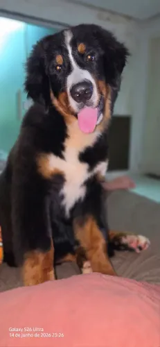 Filhote de Bernese