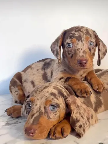 Teckel/Salsicha/Basset Arlequim Chocolate - Filhotes vacinados e prontos para encantar