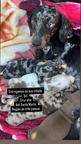Filhotes salsicha mini 