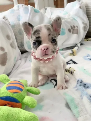 Bulldogue Francês - Companheirismo Para Dias Felizes