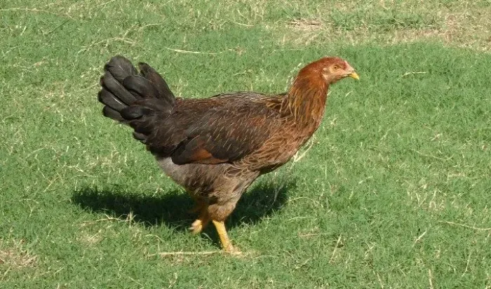 Vendo galinha Caipira