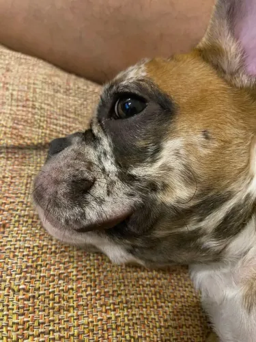 Lindo filhote Buldogue Francês 
