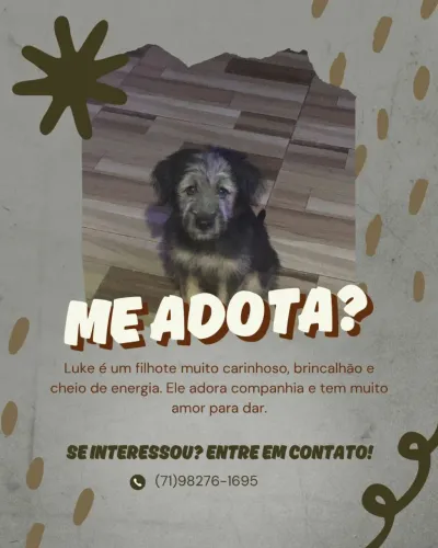 Cachorro para adoção 
