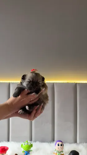 Spitz alemão