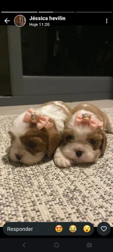 ? Filhotes de Cavalier King Charles Spaniel disponíveis! ?