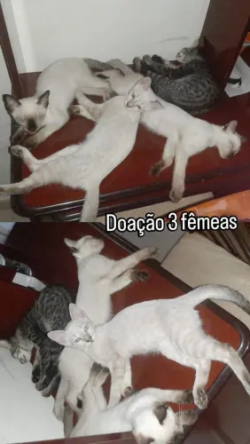 Adoção de 3 gatinhas