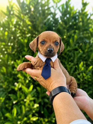 Macho perfeito dachshund caramelo