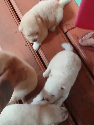 Chow chow macho disponível 